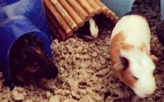 End Commercial Rodent Breeding