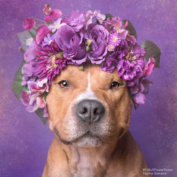 Free the breeds!