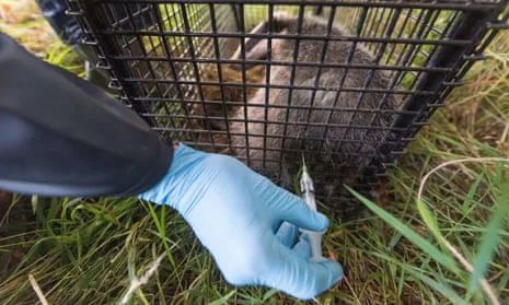 Save Newcastle City Council's Badgers from Culling