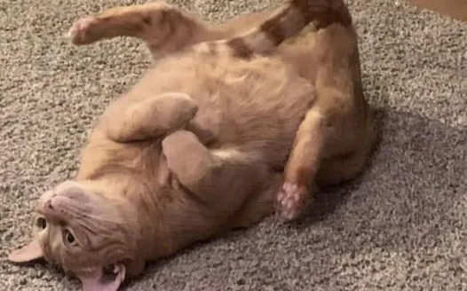 OPERATION GET MADDY A CAT