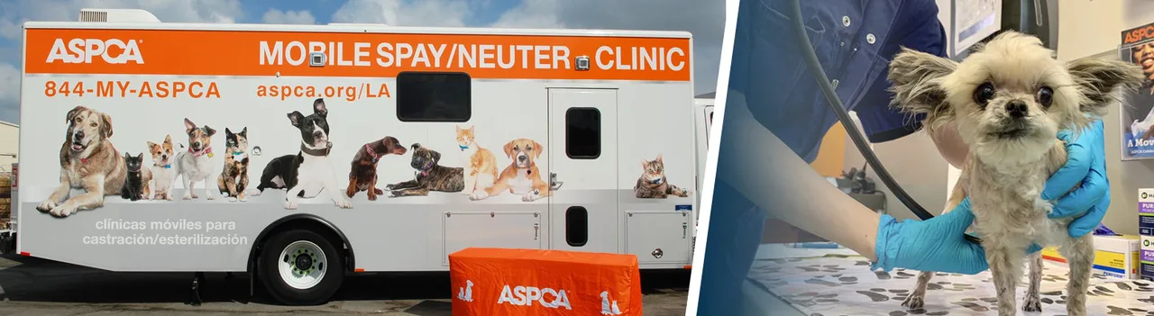 POR ESTERILIZACAO DE ANIMAIS EM MASSA