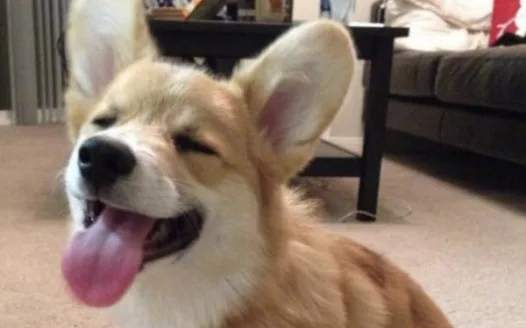 Becca needs a Corgi