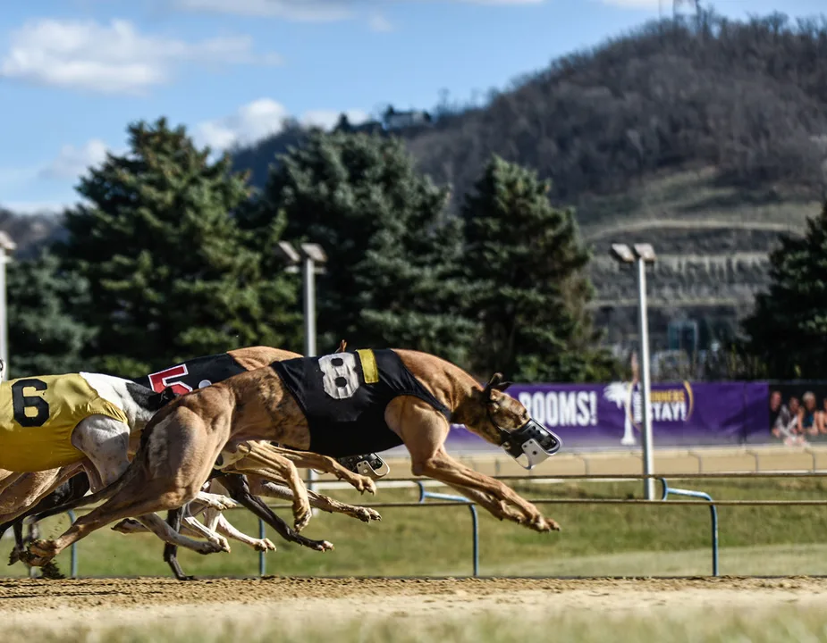 Queensland Greyhound Industry Future