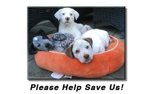 Petaluma Animal Services Foundation under Siege!