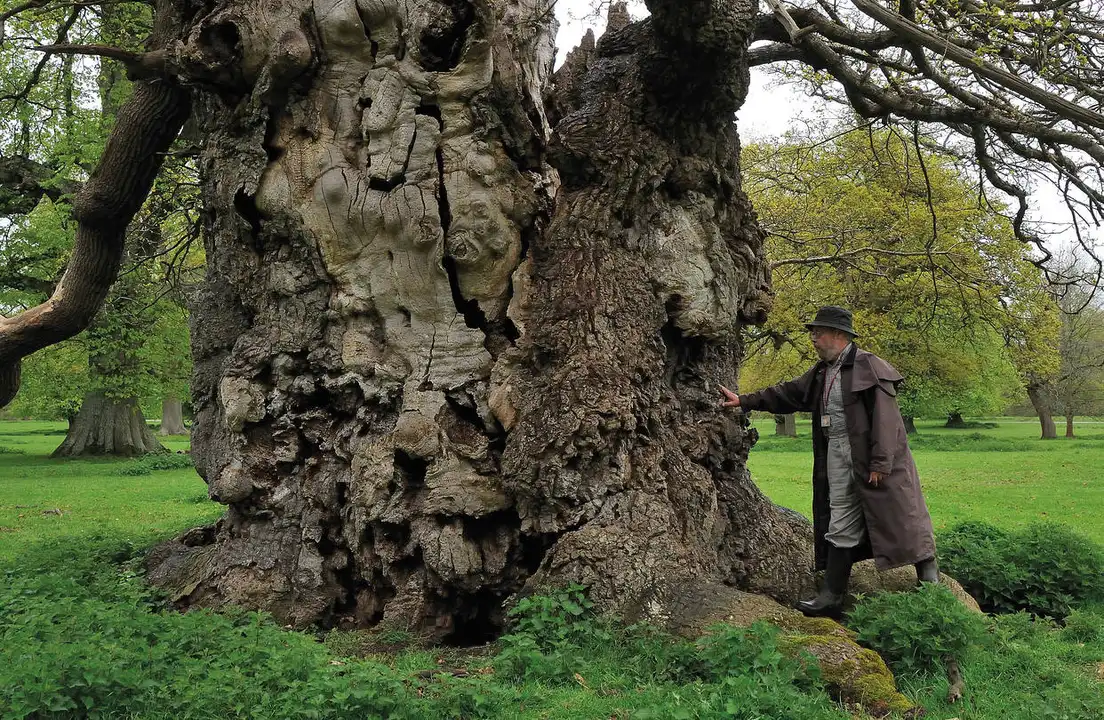 Save Our Oak! Save Henhayes!