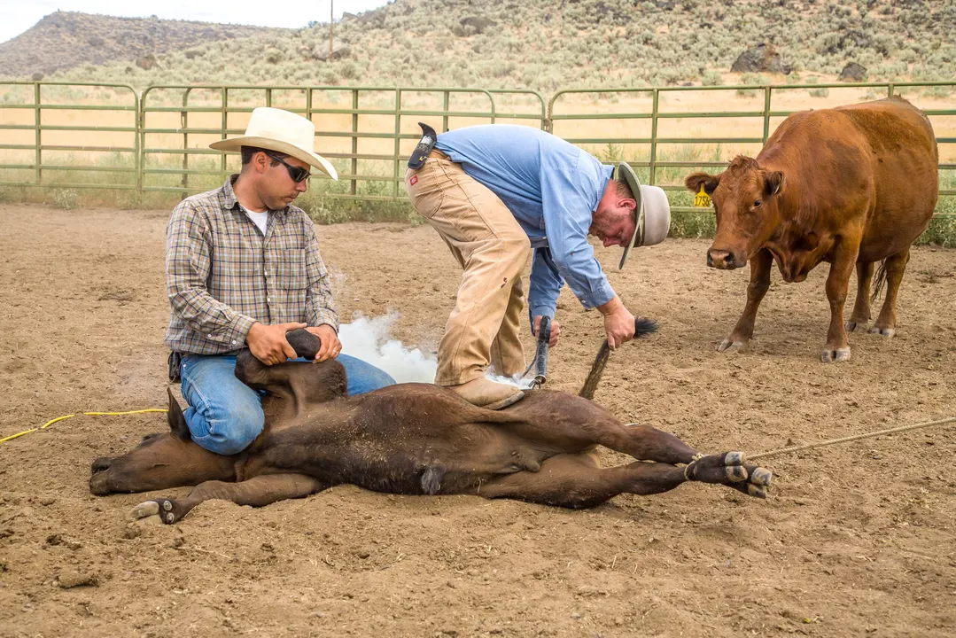 Don't eliminate the Livestock Brand enforcement officer position in Southern Nevada