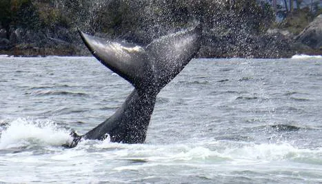 Save San Luis Obispo and Santa Barbara Counties from new offshore oil drilling.