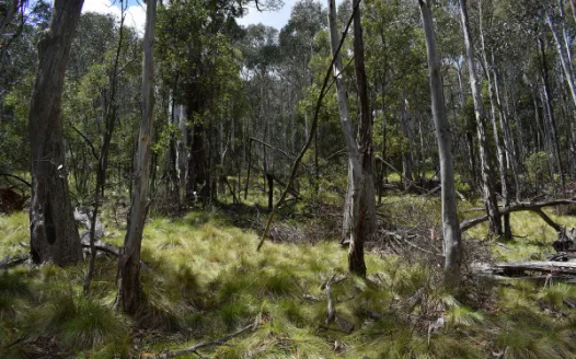 Say NO to Mountain Bike Trails In Mt Canobolas NPWS reserve!