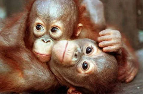 Save the Orangutan!