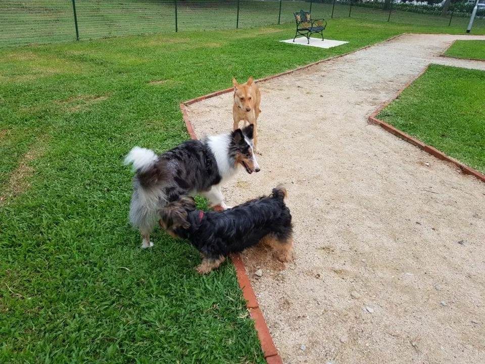Dog Run for The Peak @ Toa Payoh