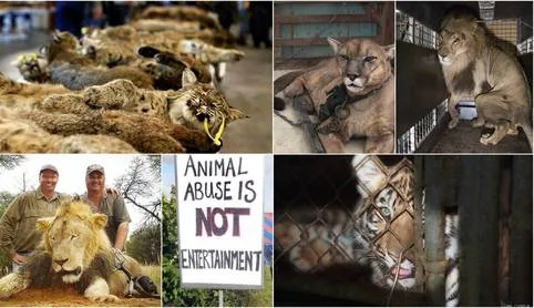 Help Us Save Big Cats