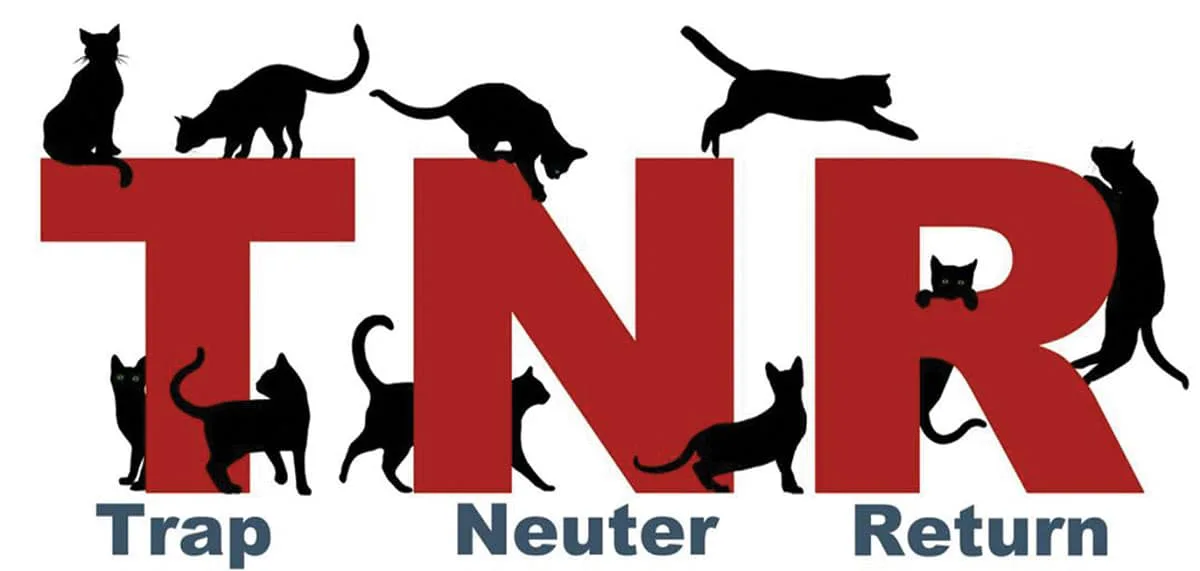 Stop killing cats!