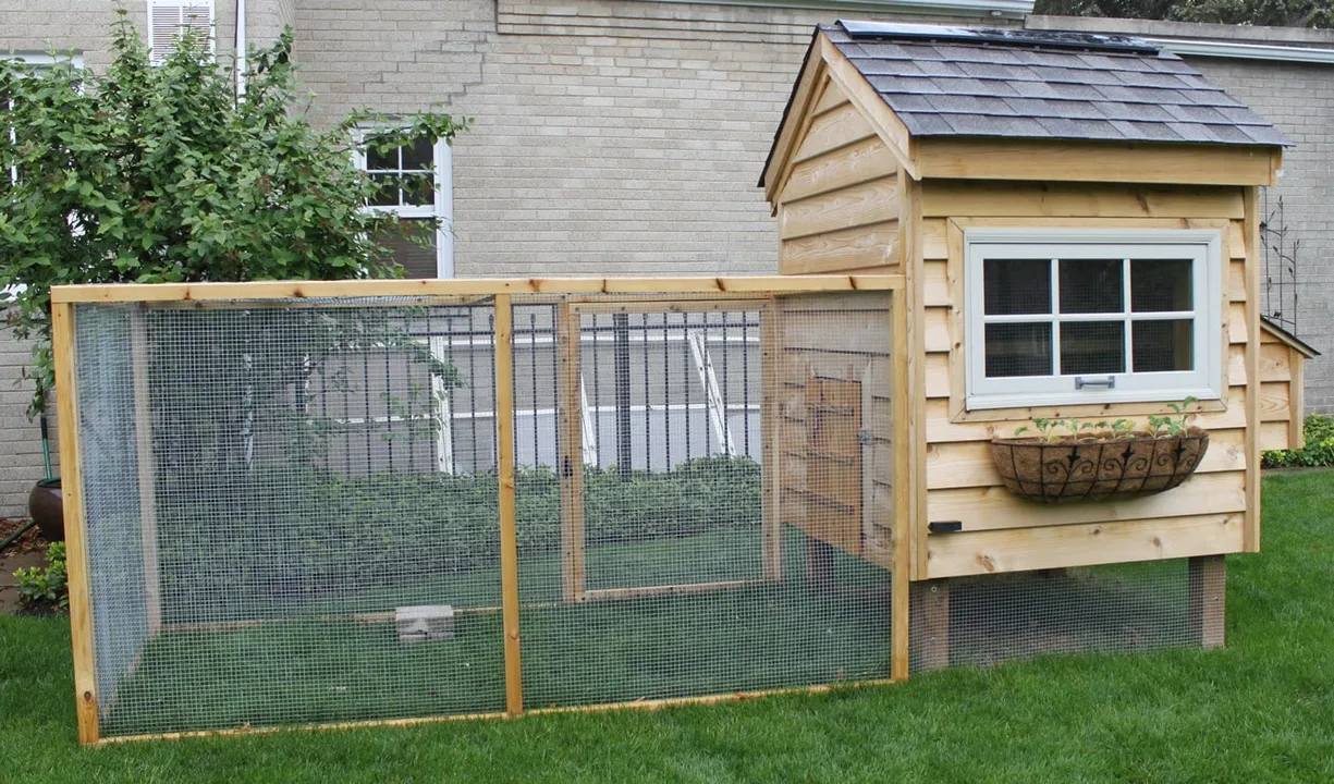 Urban Chickens Please!
