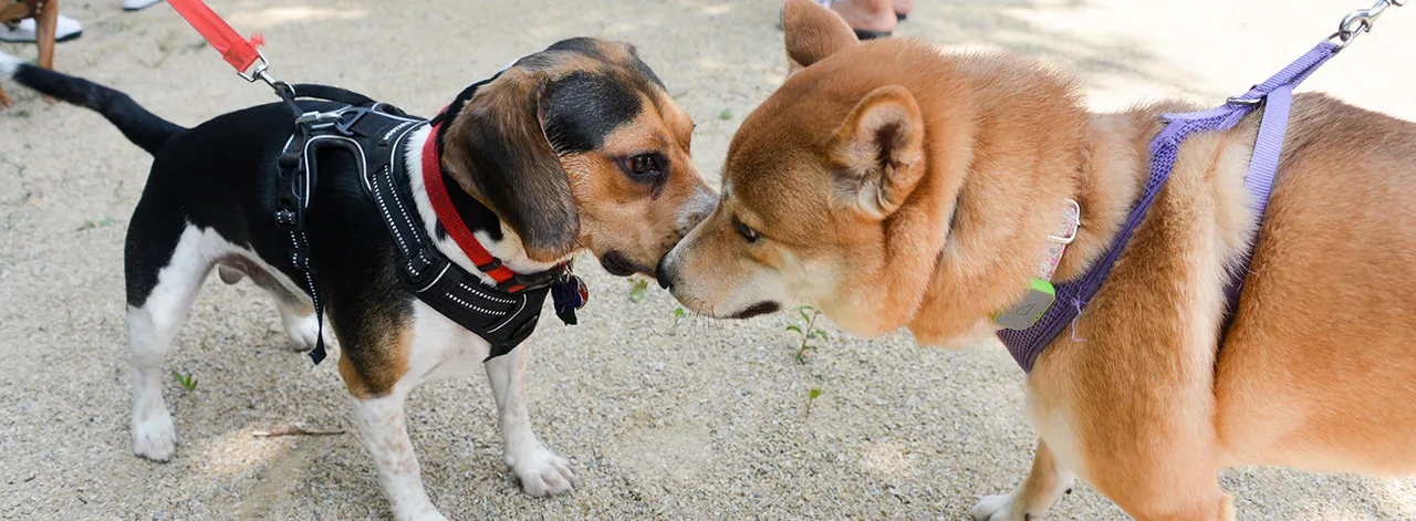 Build a Dog Run at Rainey Park!