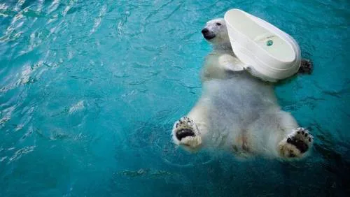 Continue the POLAR BEAR tradition @ the Philadelphia Zoo