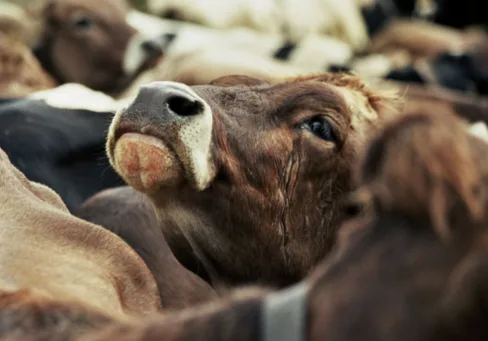 Save Our Beloved Byng Beef