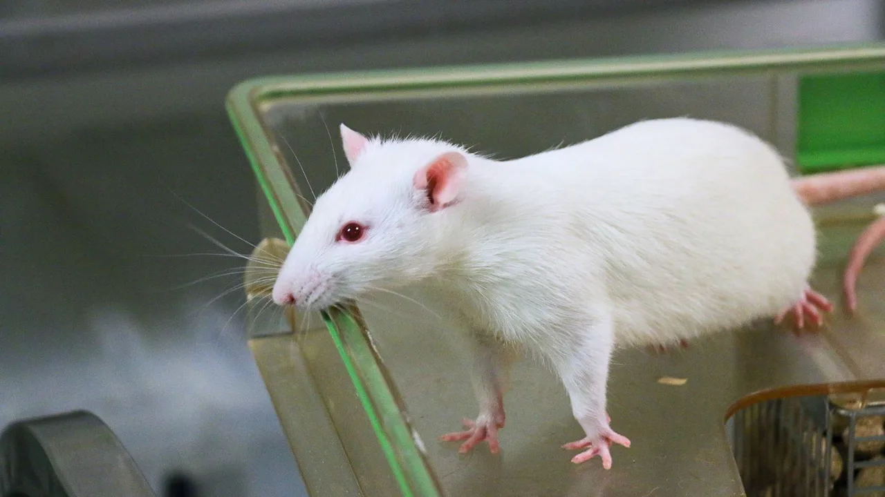Rechte für Ratten auf der Universität des Lebens!
