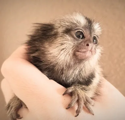 Get a marmoset monkey to be a hall monitor at LAHS