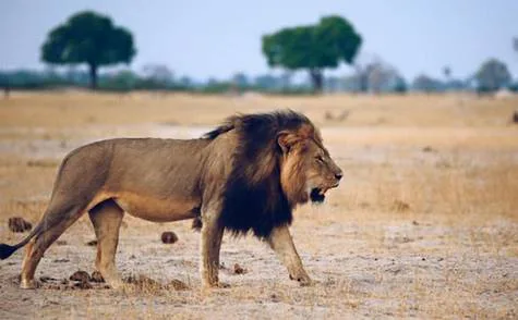 STOP HUNTING