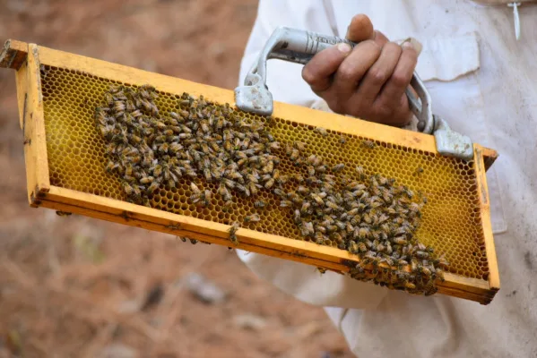 Mississippi Honey Regulation Changes