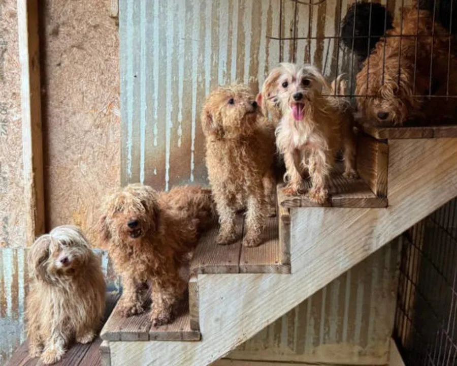 Change Treatment of Ohio's Puppy Mill Dogs