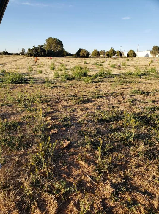 Lack of Maintenance at Littlefield Memorial Park
