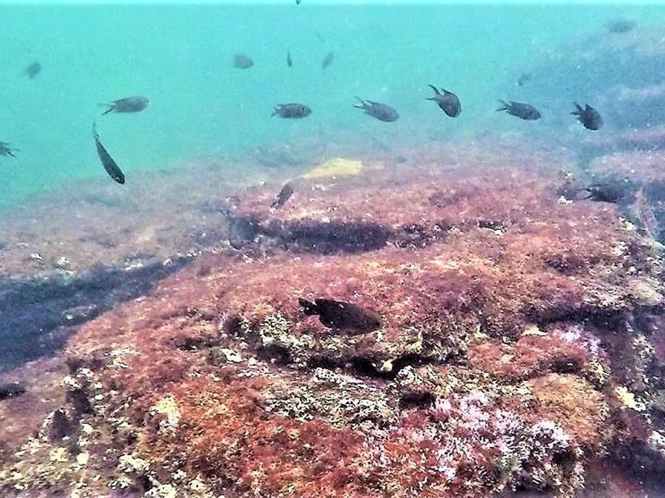 Protected Status for Macqueripe Bay, Trinidad