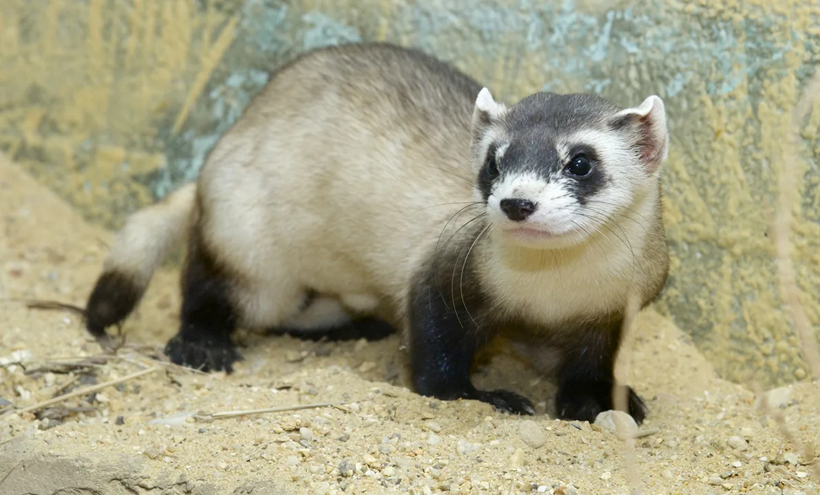 Save the Black Footed Ferrets
