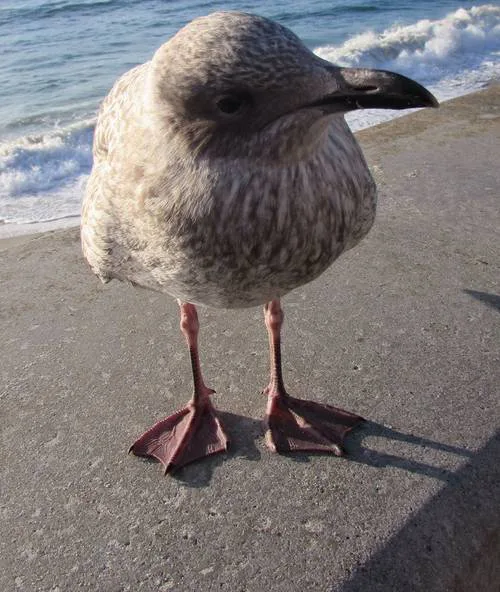 NO to a Seagull Cull