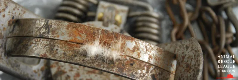 Ban all animal traps, snares and holds from portugal today!
