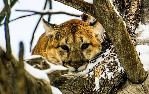 Mountain Lion female sub-quota in Colorado