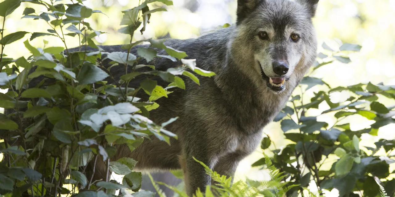 Help the Gray Wolves