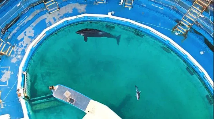 Help keep the UK free from captive dolphins & whales