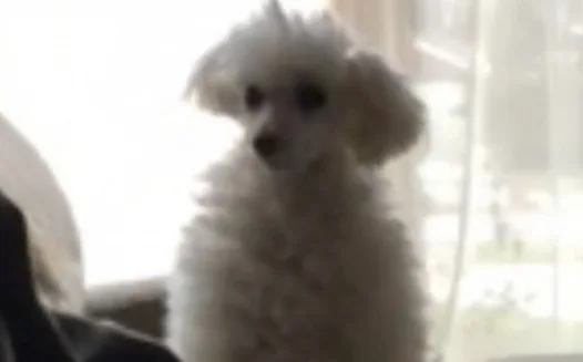 Dont let Courtney name hed puppy.