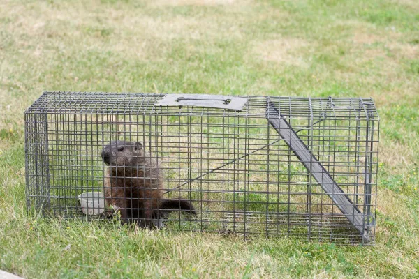 Support Pittsburgh's Wildlife!