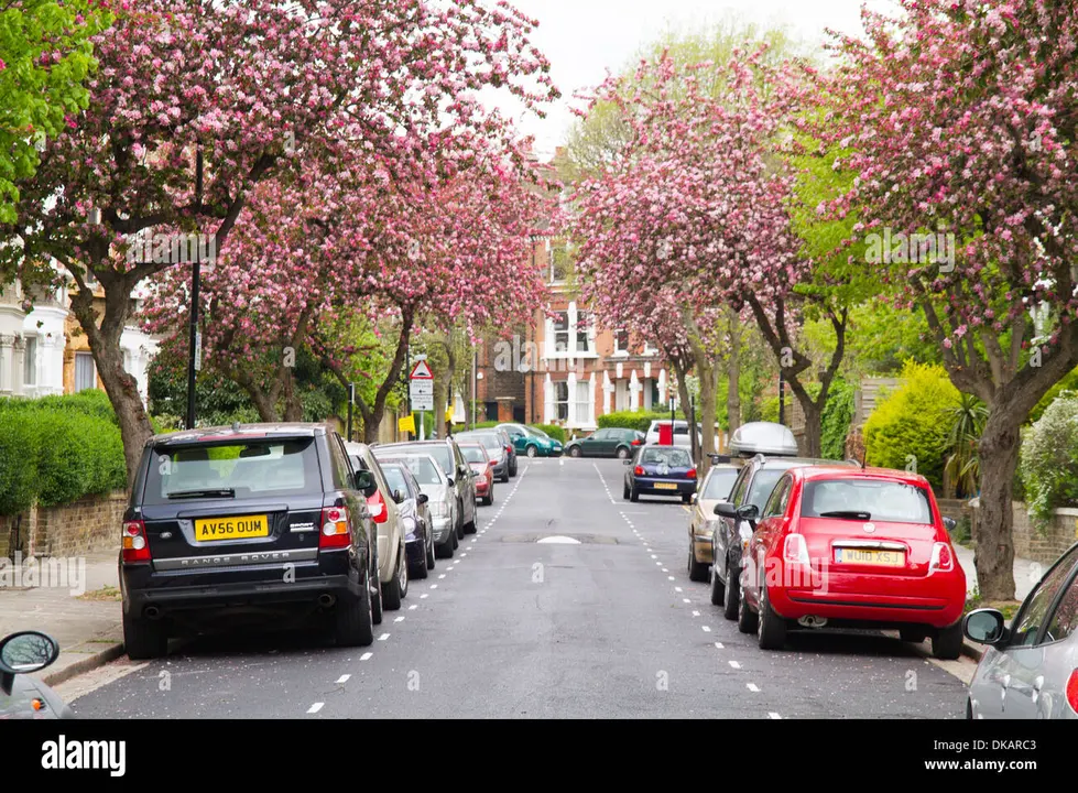 Brunswick Street Trees