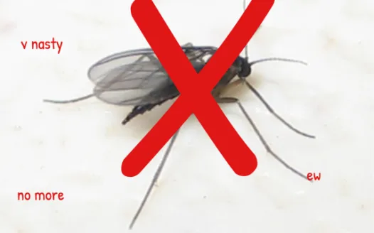 make gnats stop existing