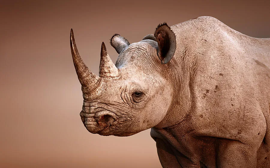 Let the Rhino Live!