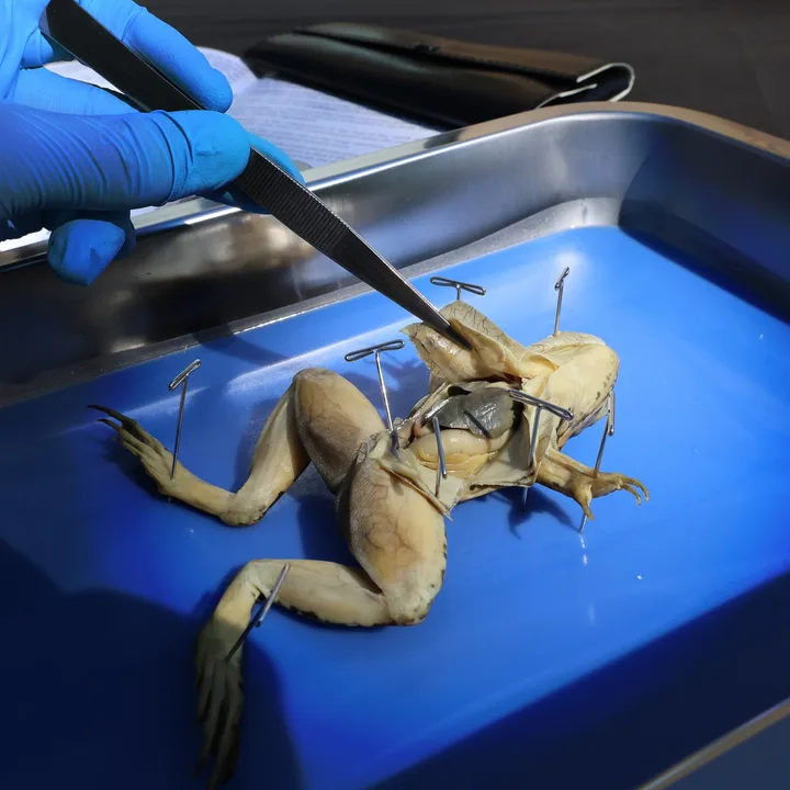 Urge Biology classes to stop frog and animal classes