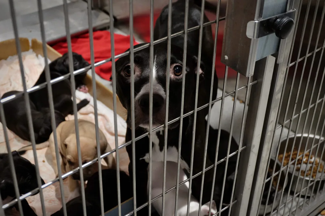 Elimination of Puppy Mills