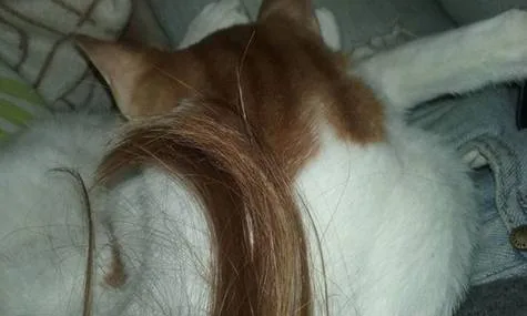 ΜΑΛΛΙΑ