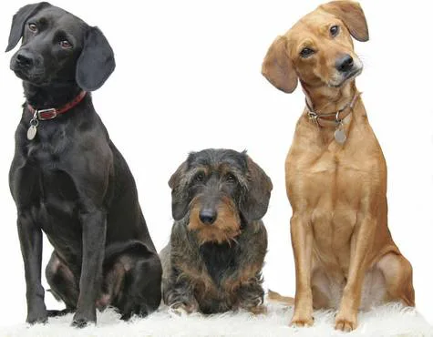 Dog limit for City of Sturgis