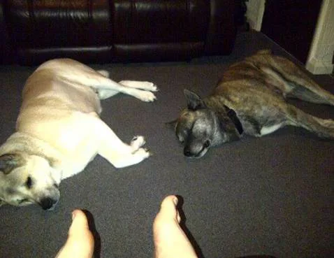 Animal legality two akitas wrongfully rehomed