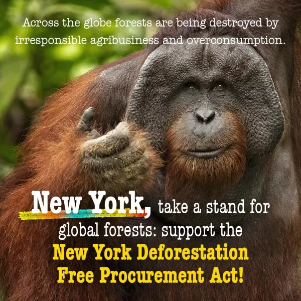 New York: Pass the bill to protect the world's forests!