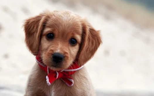 Sign here for Christmas Doggos