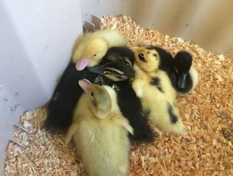 sign the petition to save the ducks at JL Crowe Secondary