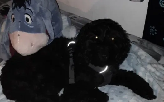 No more animal abuse videos on Facebook