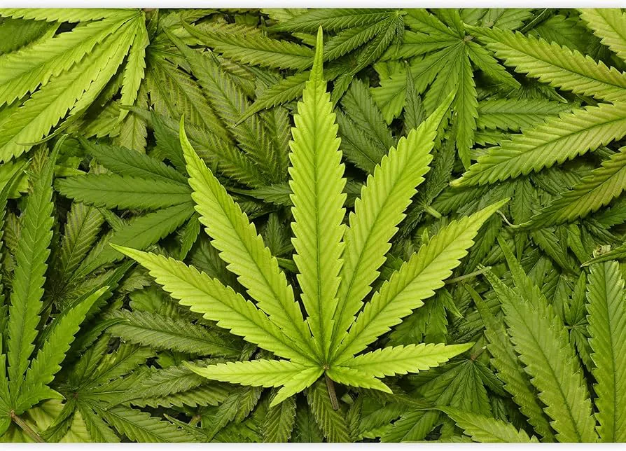 For the legalization of recreational Marijuana in the 50 United States