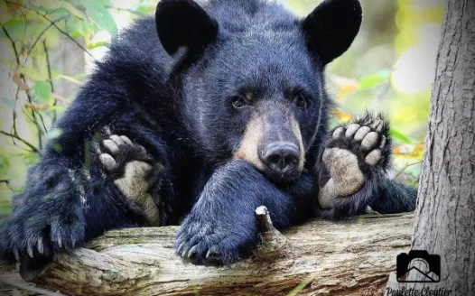 Save Our Bears in The Smokies
