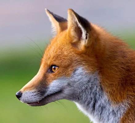 Ban Foxhunting in Canada